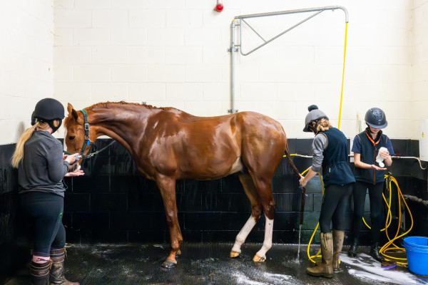 Equestrian students hosing down a horse (2024).