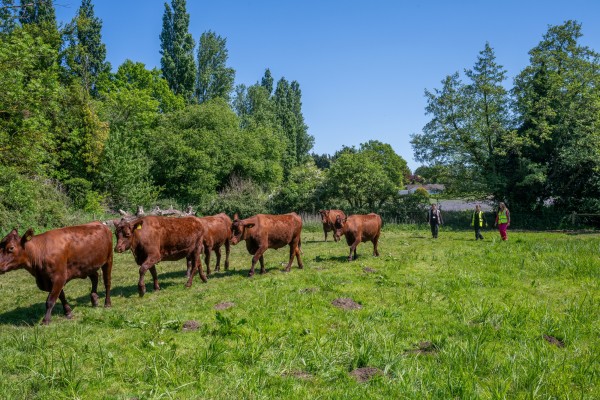 Agriculture students at Easton College herding cattle on the meadow. Photo Easton College.