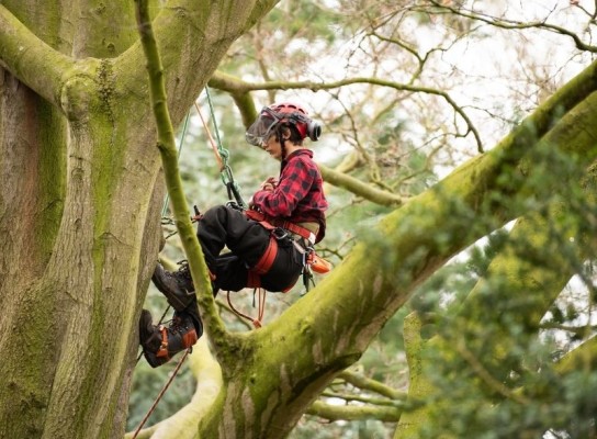 Arboriculture student working on a tree in the Easton College Arboretum