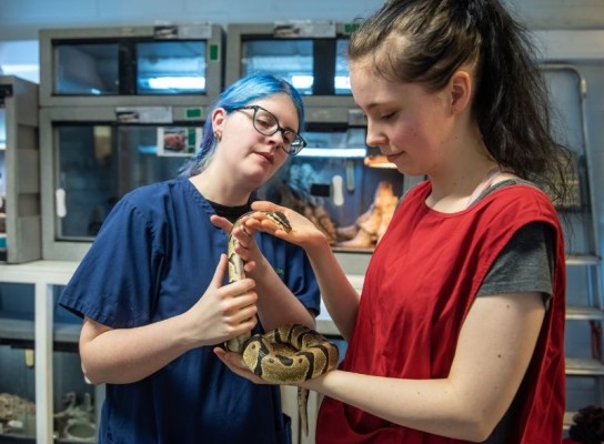 Animal Studies student working with lecturer to give snake a health check