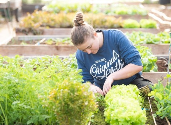 Horticulture student working with plants in the Poly Tunnels