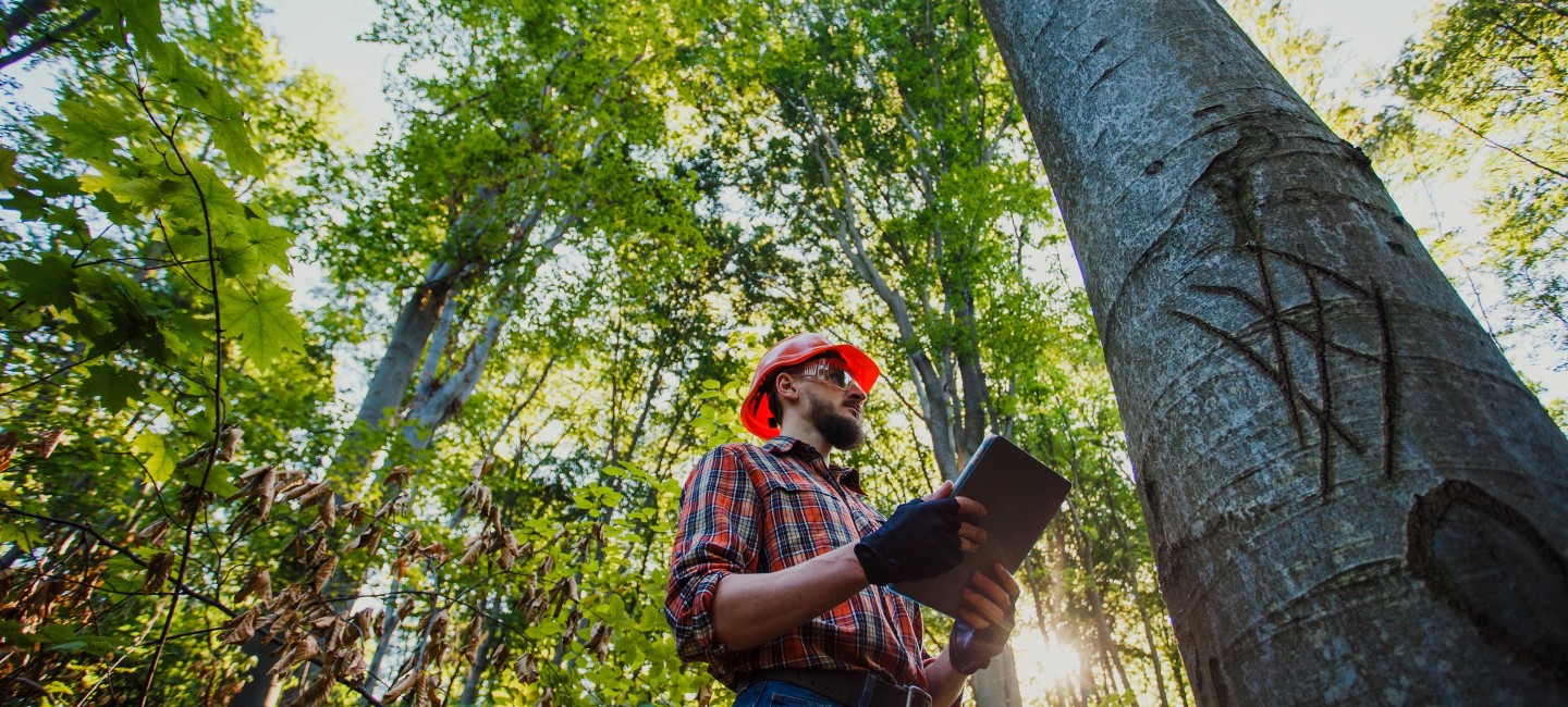 basic-tree-survey-and-inspection-easton-college