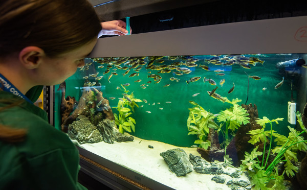 A student testing the water quality of one of the fish tanks in the Animal Management Centre