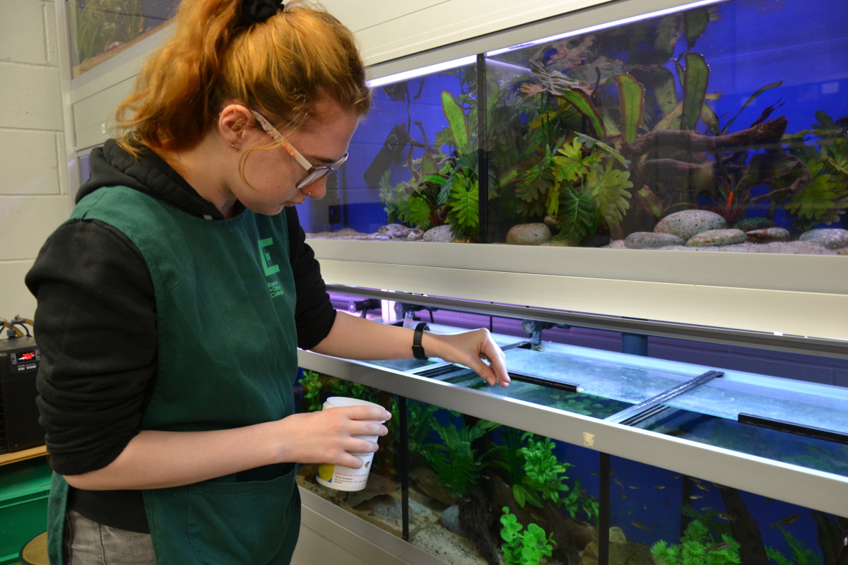 Easton College | Students help protect threatened fish species