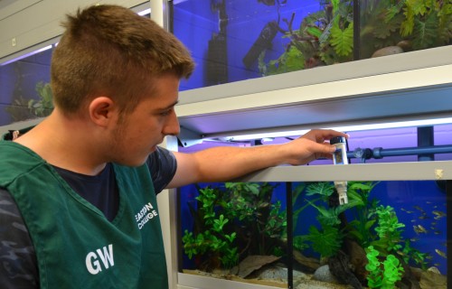 Animal Management student Jordan Mackay checking the water temperature in one of the aquariums