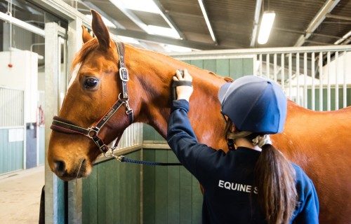 Equine Studies student brushing horse in stable