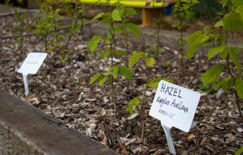 Growing Grounds 10