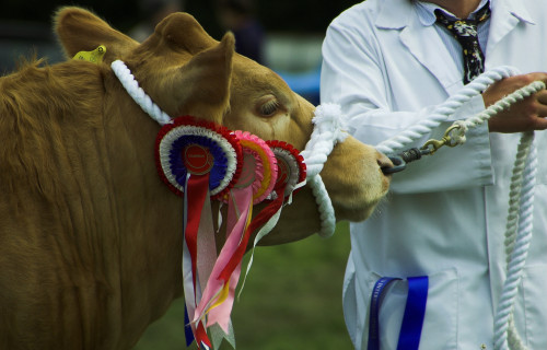 Prize-winning cow with rosettes on bridle